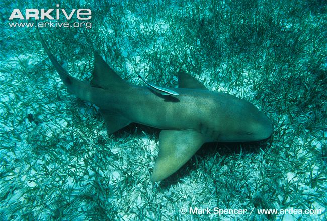 Ginglymostoma cirratum (Bonnaterre, 1788)